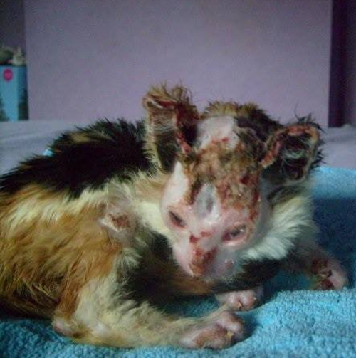 fluffy calico rescue cat who survived severe burns