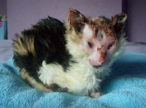 fluffy calico rescue cat who survived severe burns