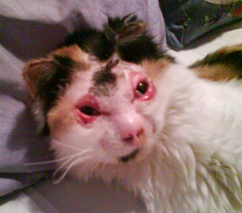 fluffy calico rescue cat who survived severe burns