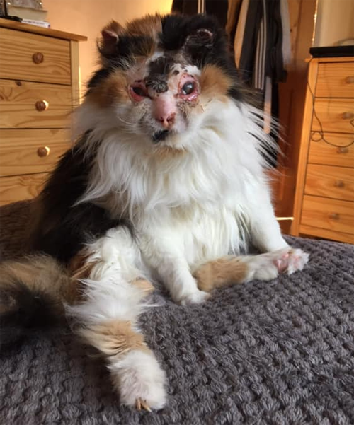 fluffy calico rescue cat who survived severe burns