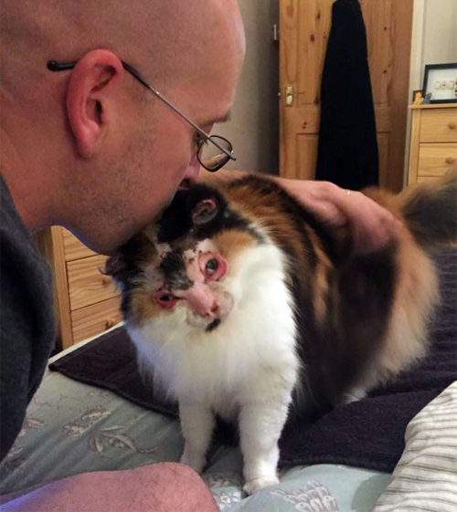 fluffy calico rescue cat who survived severe burns