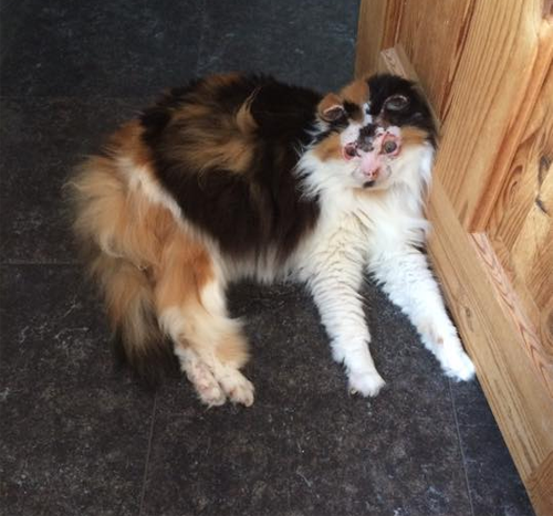 fluffy calico rescue cat who survived severe burns