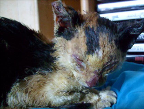 fluffy calico rescue cat who survived severe burns