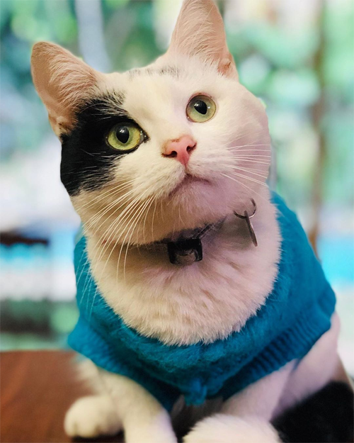 Meet The Incredibly Cute Cat With A Grade Five Heart Murmur Who Is A ...