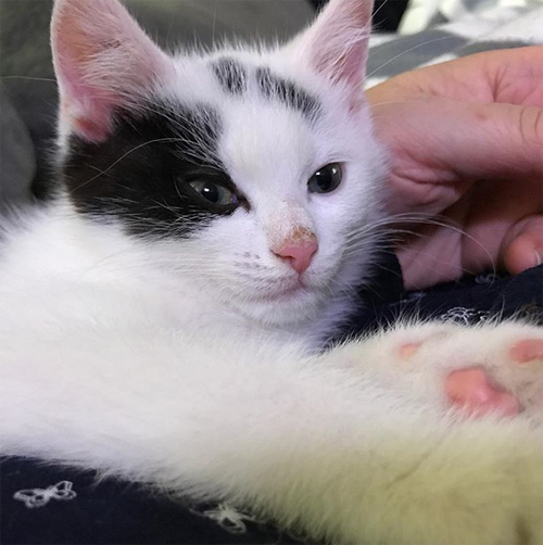 Meet The Incredibly Cute Cat With A Grade Five Heart Murmur Who Is A Wonderful Father To His Family S Foster Kittens Meow As Fluff