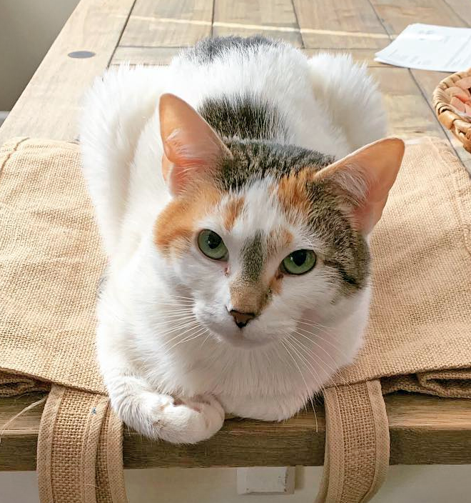 meet-the-stunning-cat-with-hind-leg-paralysis-who-found-the-perfect-mom