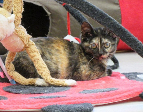 rescue tortie cat with keratoconus