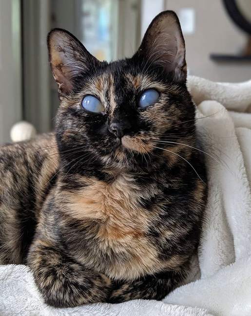 Meet The Stunning Tortie Cat Who Has A Rare Eye Condition But Is ...