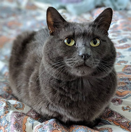 grey senior rescue cat with radial hypoplasia