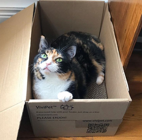 calico cat rescue cat without back feet