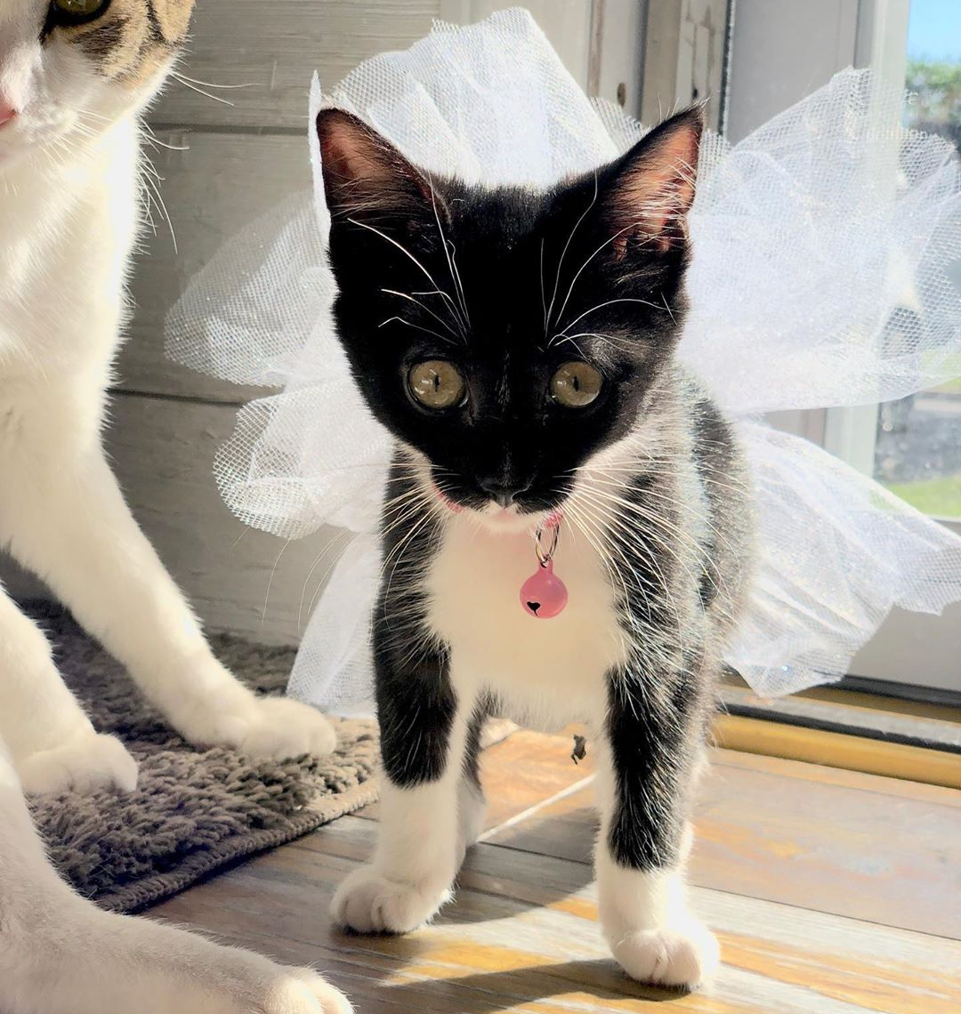 Meet Rain The Incredibly Cute Diaper Kitten With Manx Syndrome Who Is Looking For A Forever Home With Her Sister Meow As Fluff