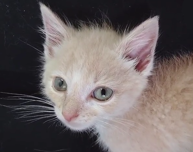 Meet Reece, The Sweet And Sassy Kitten With Paralysis And Incontinence