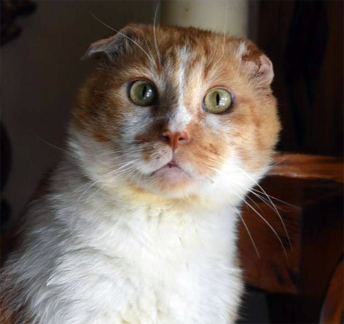 ginger white former street cat with fiv