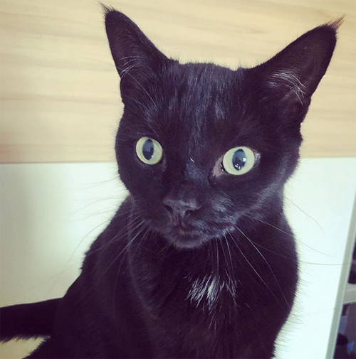 black senior rescue cat with hydrocephalus