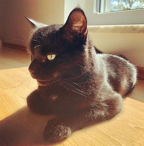 black senior rescue cat with hydrocephalus