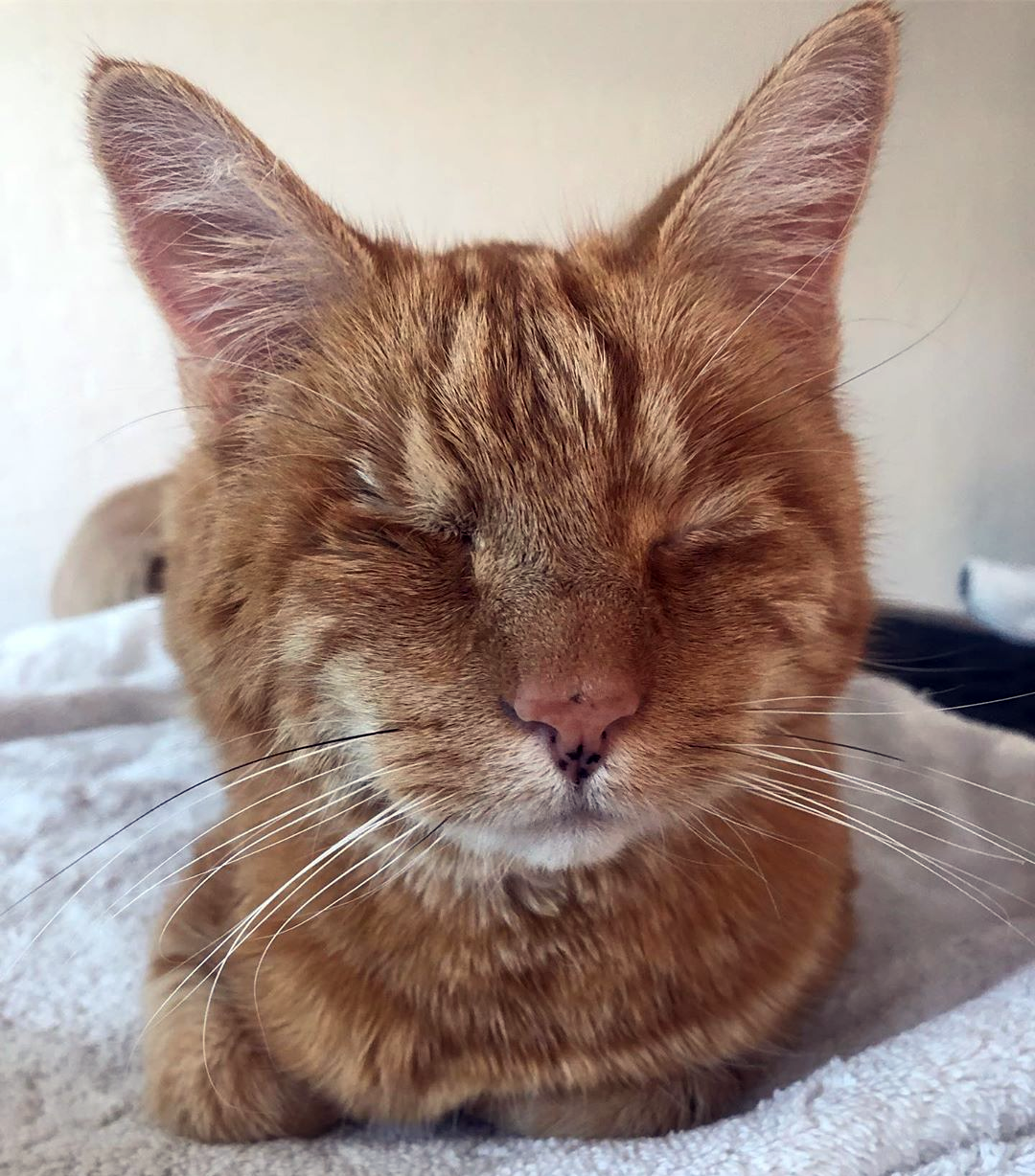 Meet The Handsome Blind Cat Who Found An Amazing Home After Being Given Away For Free Online 7849