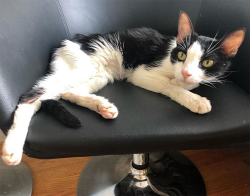 tuxedo senior cat with gi cancer chronic kidney disease
