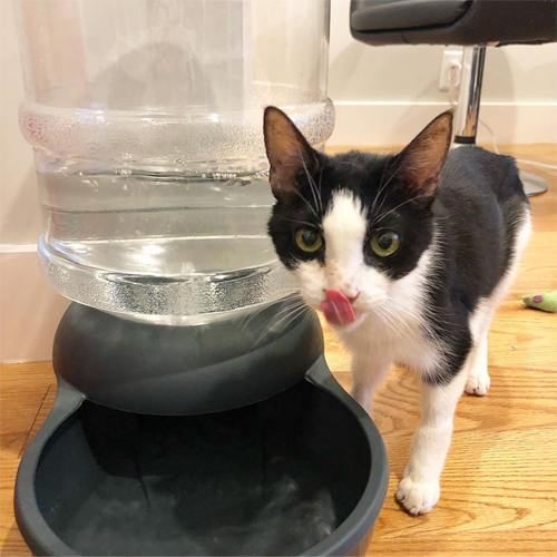 tuxedo senior cat with gi cancer chronic kidney disease
