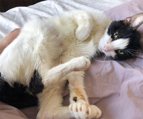 tuxedo senior cat with gi cancer chronic kidney disease