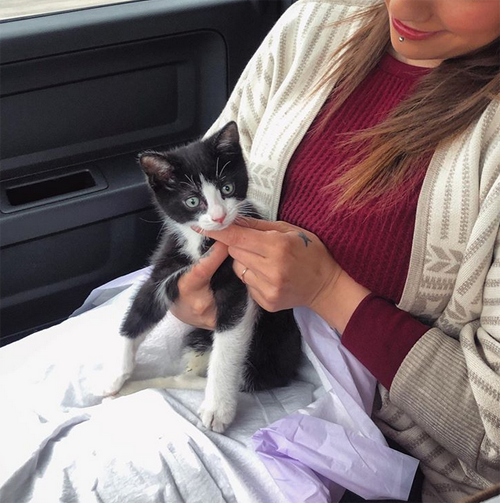 tuxedo rescue kitten paralyzed incontinent