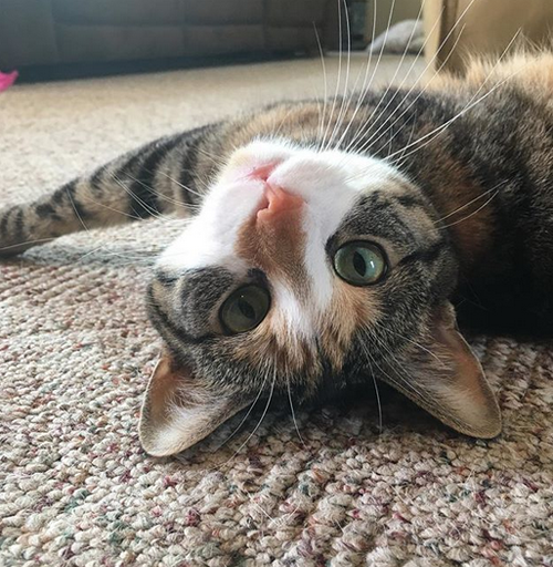 Meet The Gorgeous Calico Cat Who Stole Her Foster Mom’s Heart With Her ...