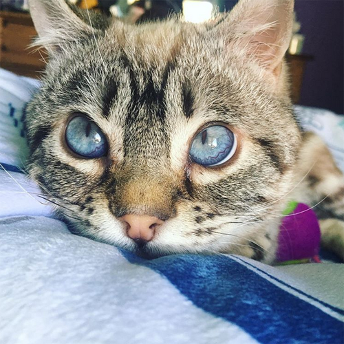 Meet The Stunning Kitten With Mucopolysaccharidosis Who Went From Being ...