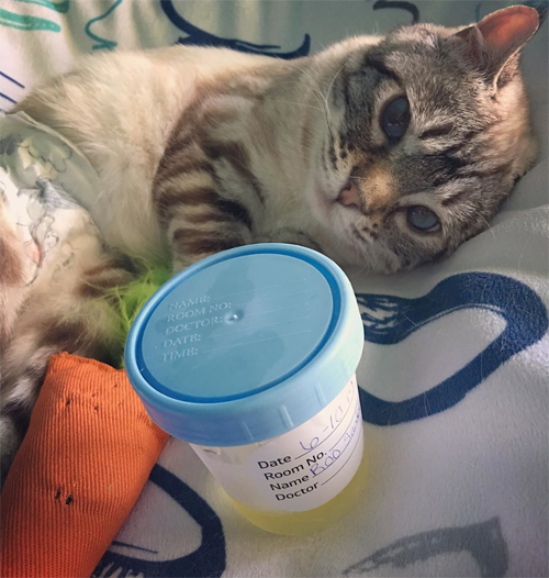 Meet The Stunning Kitten With Mucopolysaccharidosis Who Went From Being ...