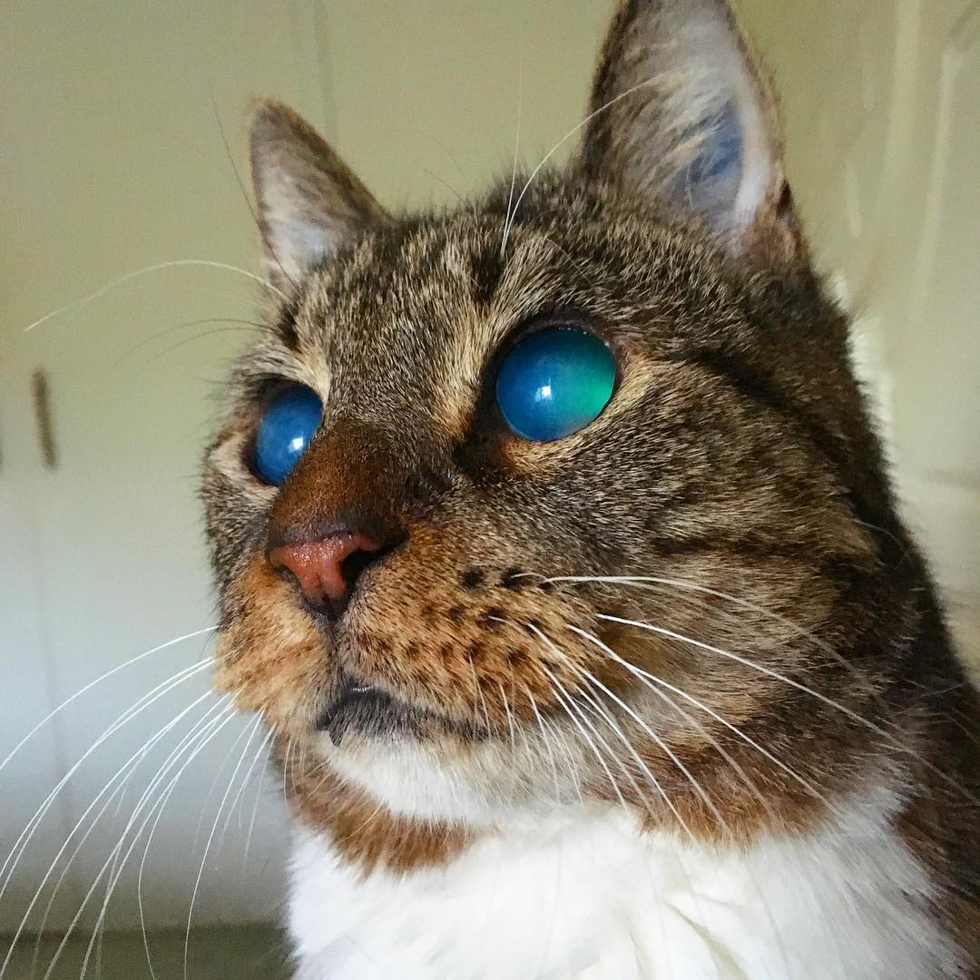 Meet The Stunning Blind Senior Cat Who Was Rescued From A Storm Drain