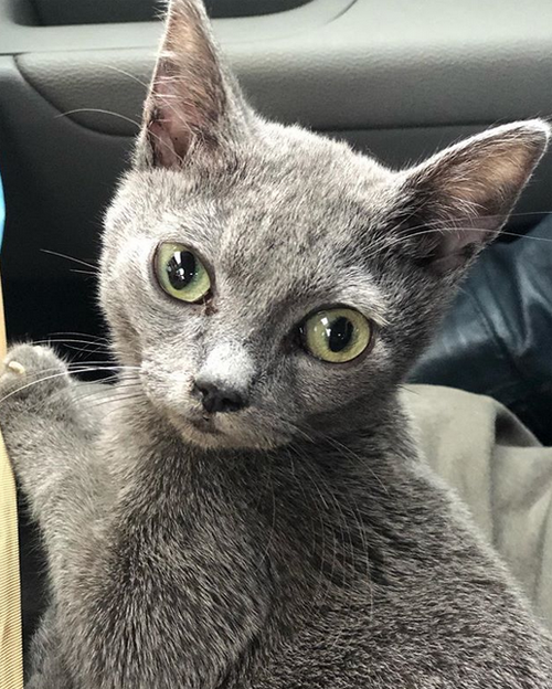 Meet The Incredibly Cute Cat With Contracted Hind Legs Who Found The ...