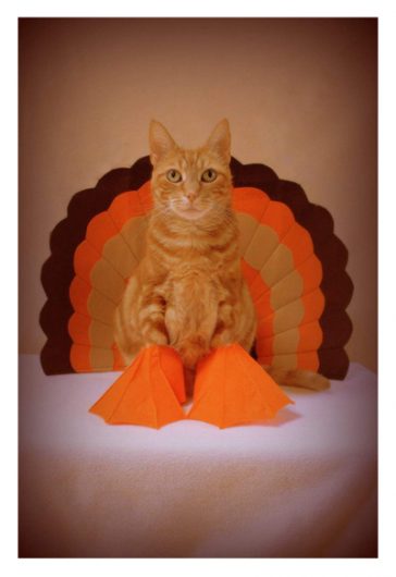 Thanksgiving Greeting Cards For Cat Lovers! – Meow As Fluff