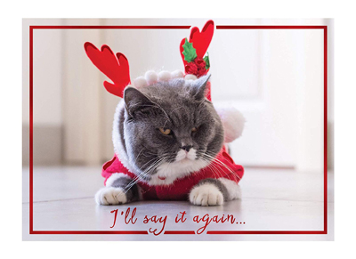 cat christmas cards