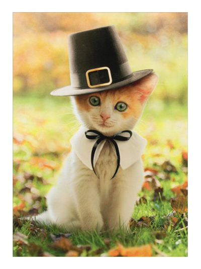 cat thanksgiving greeting cards