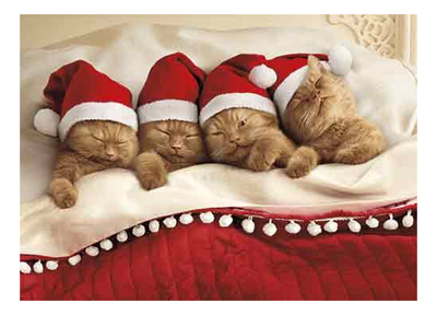 cat christmas cards