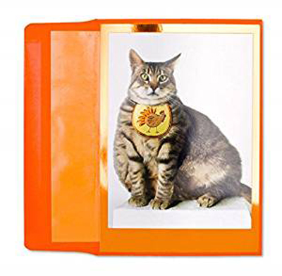 cat thanksgiving greeting cards