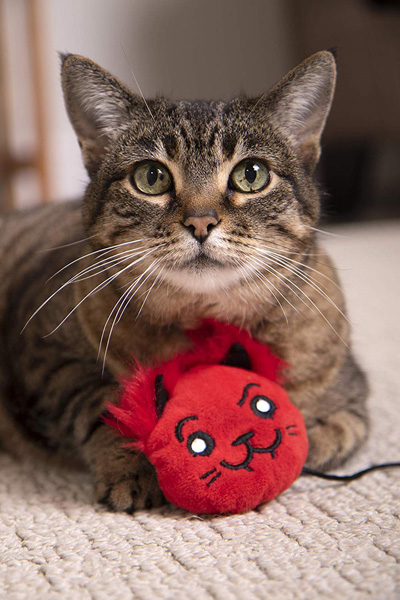 halloween cat toys houses and scratchers