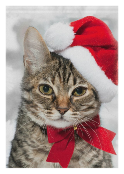 christmas cat flags