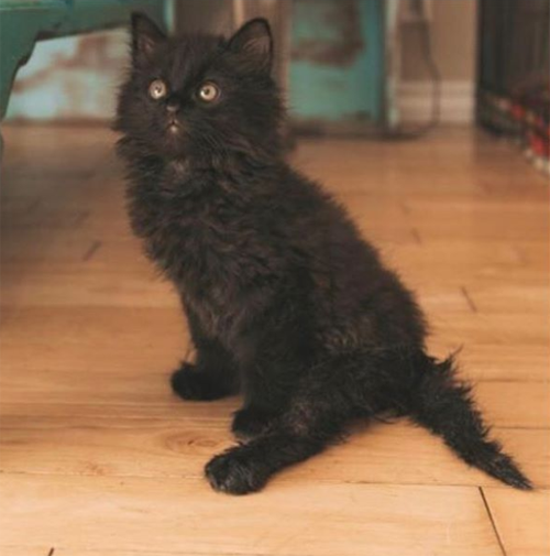 fluffy paralyzed and incontinent black cat