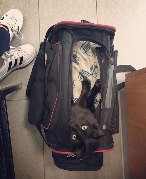 fluffy paralyzed and incontinent black cat