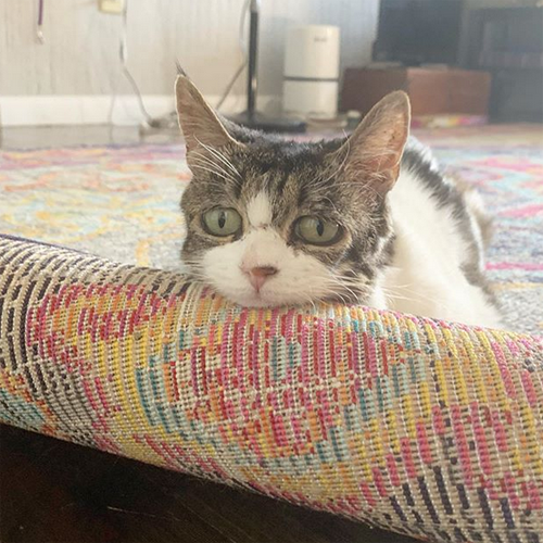 former shelter cat with ehlers danlos syndrome feline asthma and fiv