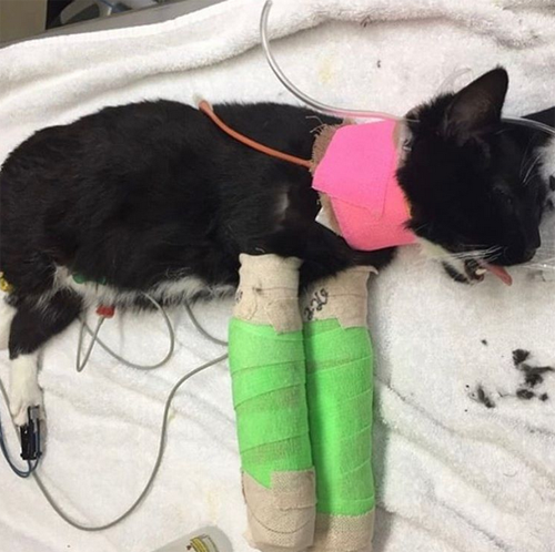 Meet The Handsome Two-legged Tuxedo Cat Who Lost His Front Limbs After ...