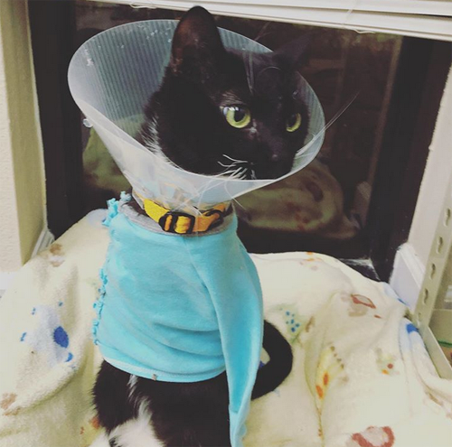 two legged tuxedo cat