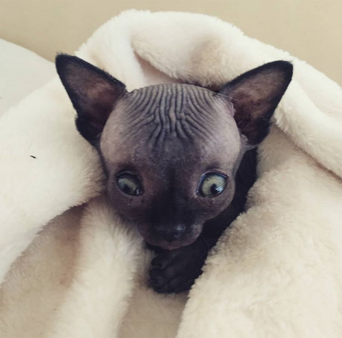 bald cat kitten