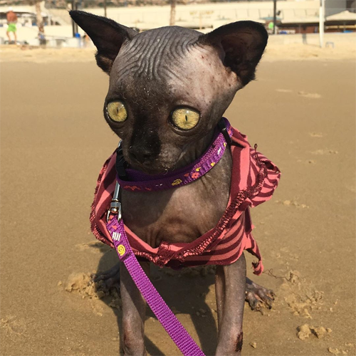 sphynx rescue kitten with hydrocephalus