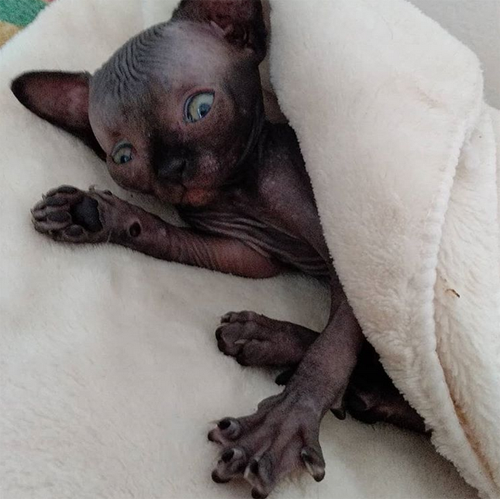 sphynx rescue kitten with hydrocephalus