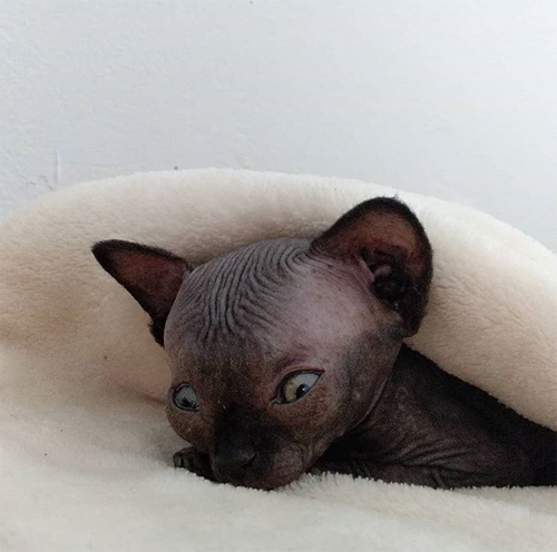 sphynx rescue kitten with hydrocephalus