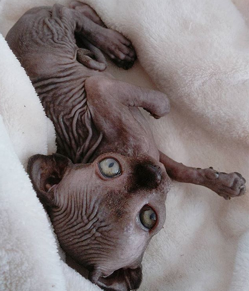 sphynx rescue kitten with hydrocephalus
