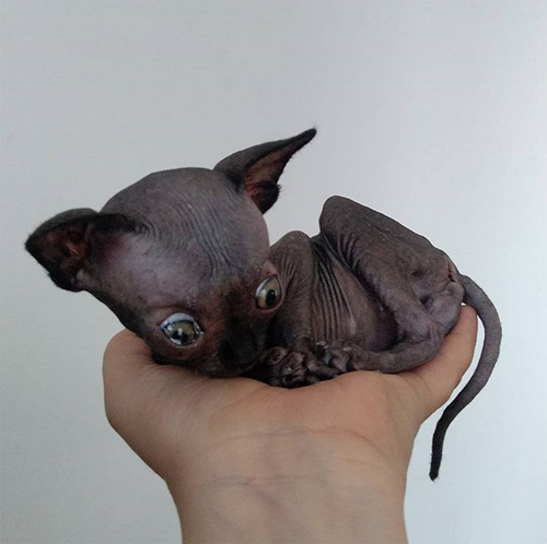 sphynx rescue kitten with hydrocephalus