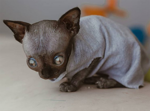 sphynx rescue kitten with hydrocephalus