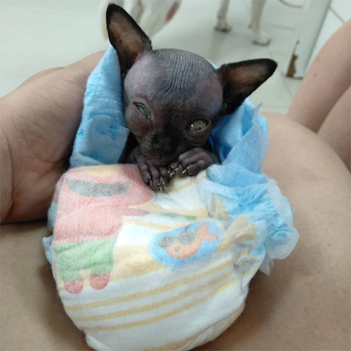 sphynx rescue kitten with hydrocephalus