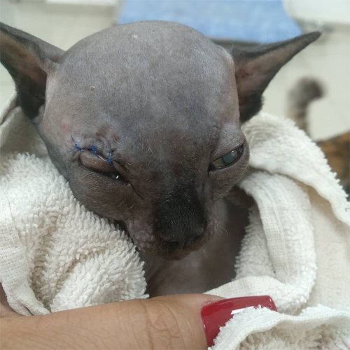 sphynx rescue kitten with hydrocephalus